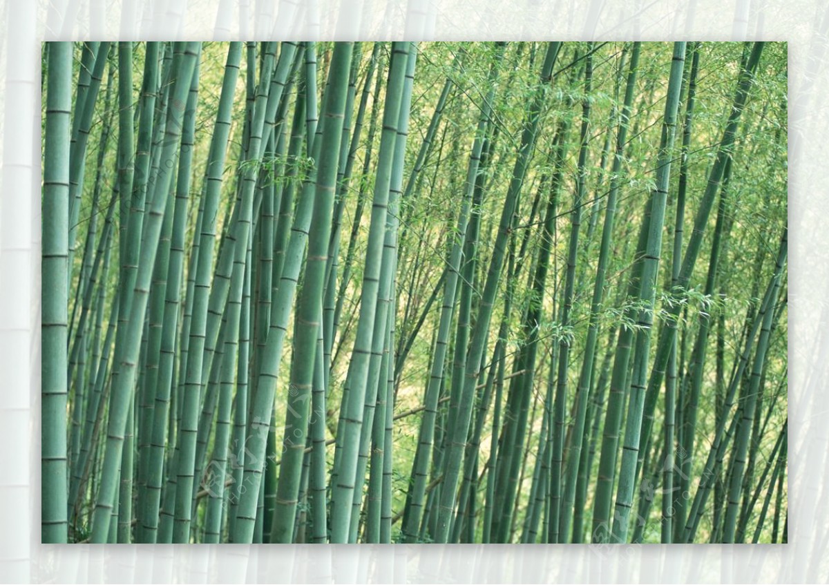 高清竹子竹林图片