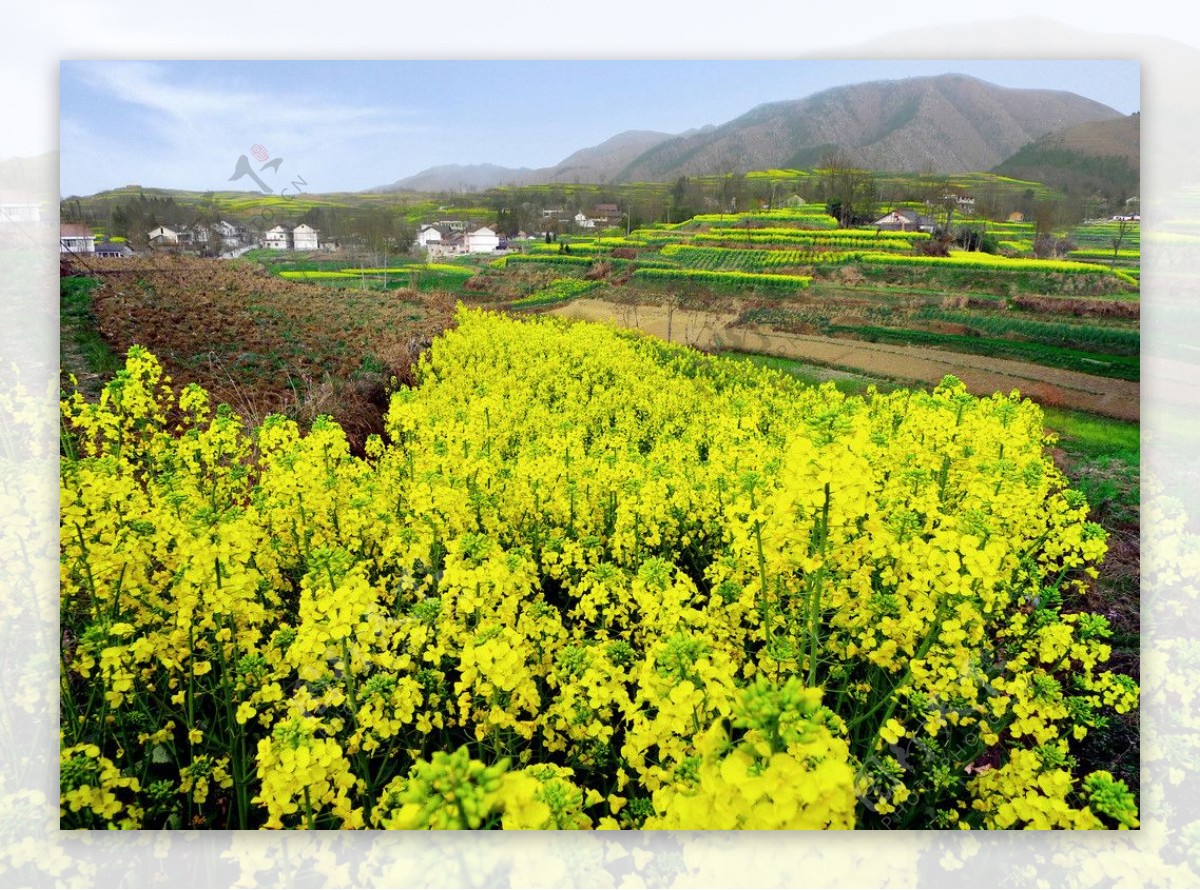 油菜花儿香图片