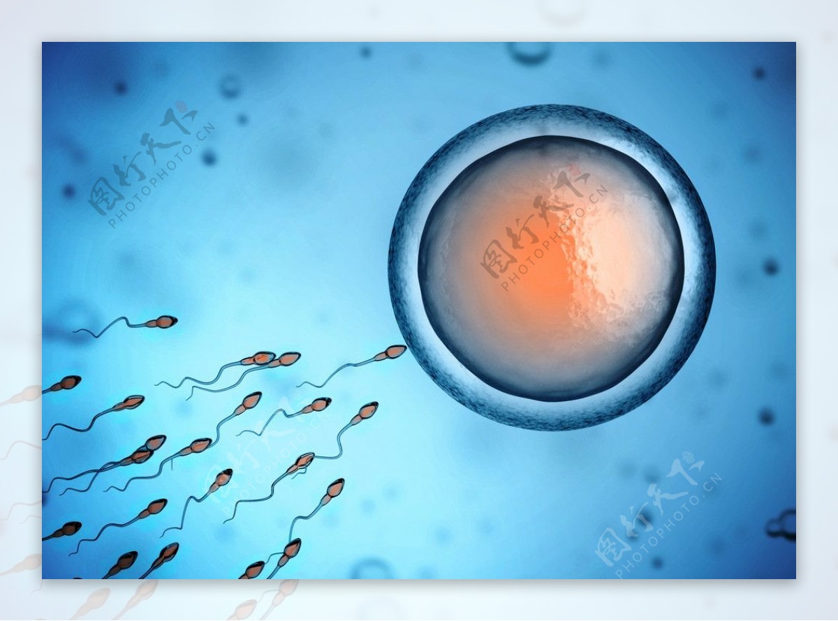 受精卵到胚胎子宫游走示意图 - 试管母婴 - 特殊人群试管生育补贴计划