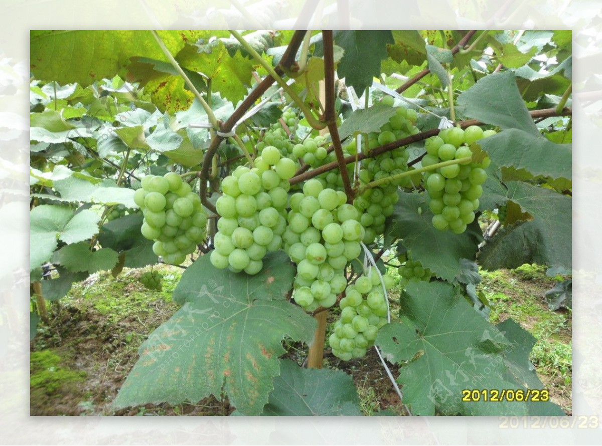 绿色葡萄青果期图片
