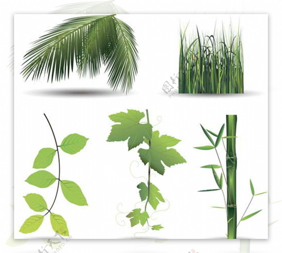 绿叶竹子图片
