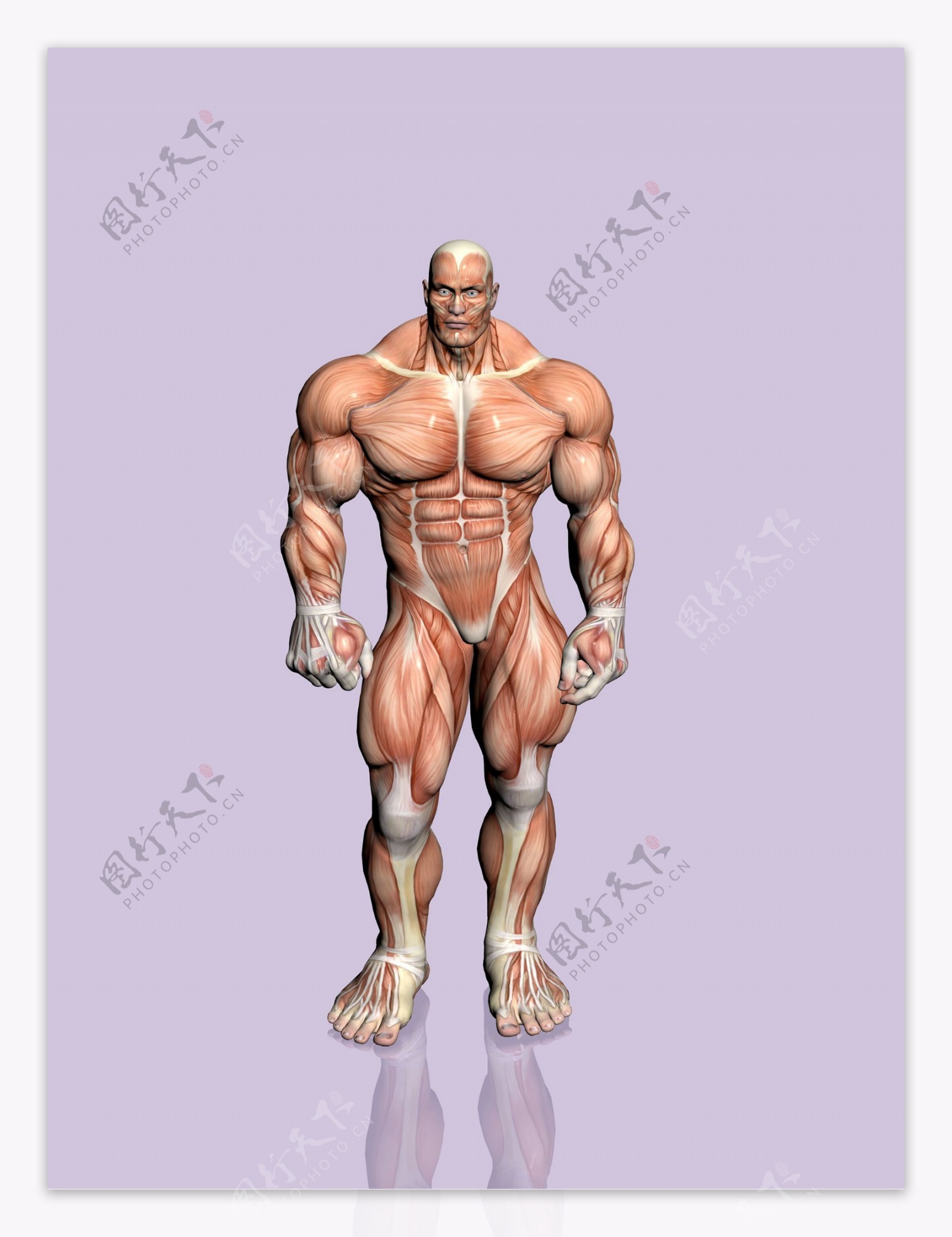 肌肉大力士图片