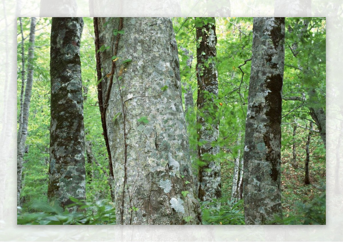 树木摄影图片