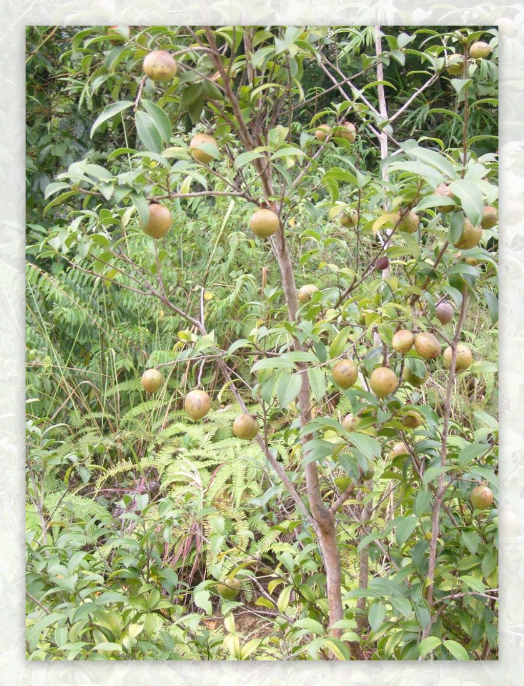 茶果树图片