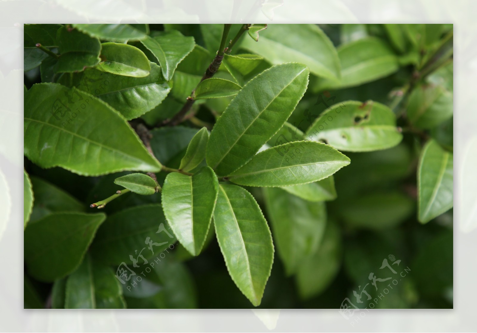 凤凰单枞茶茶树茉莉图片