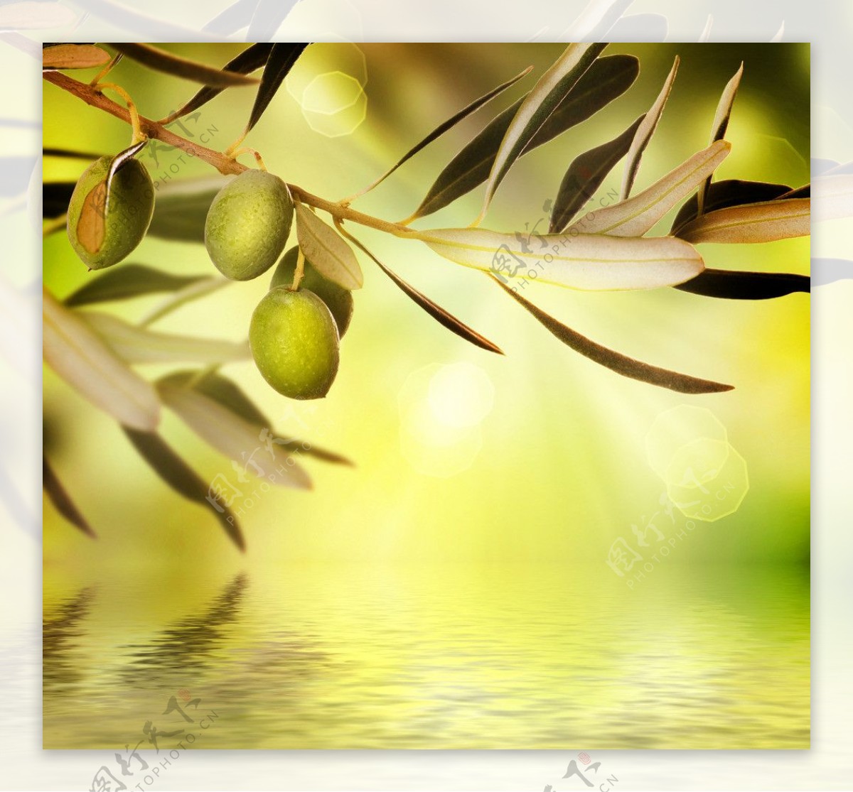 橄榄 树 - Pixabay上的免费照片 - Pixabay