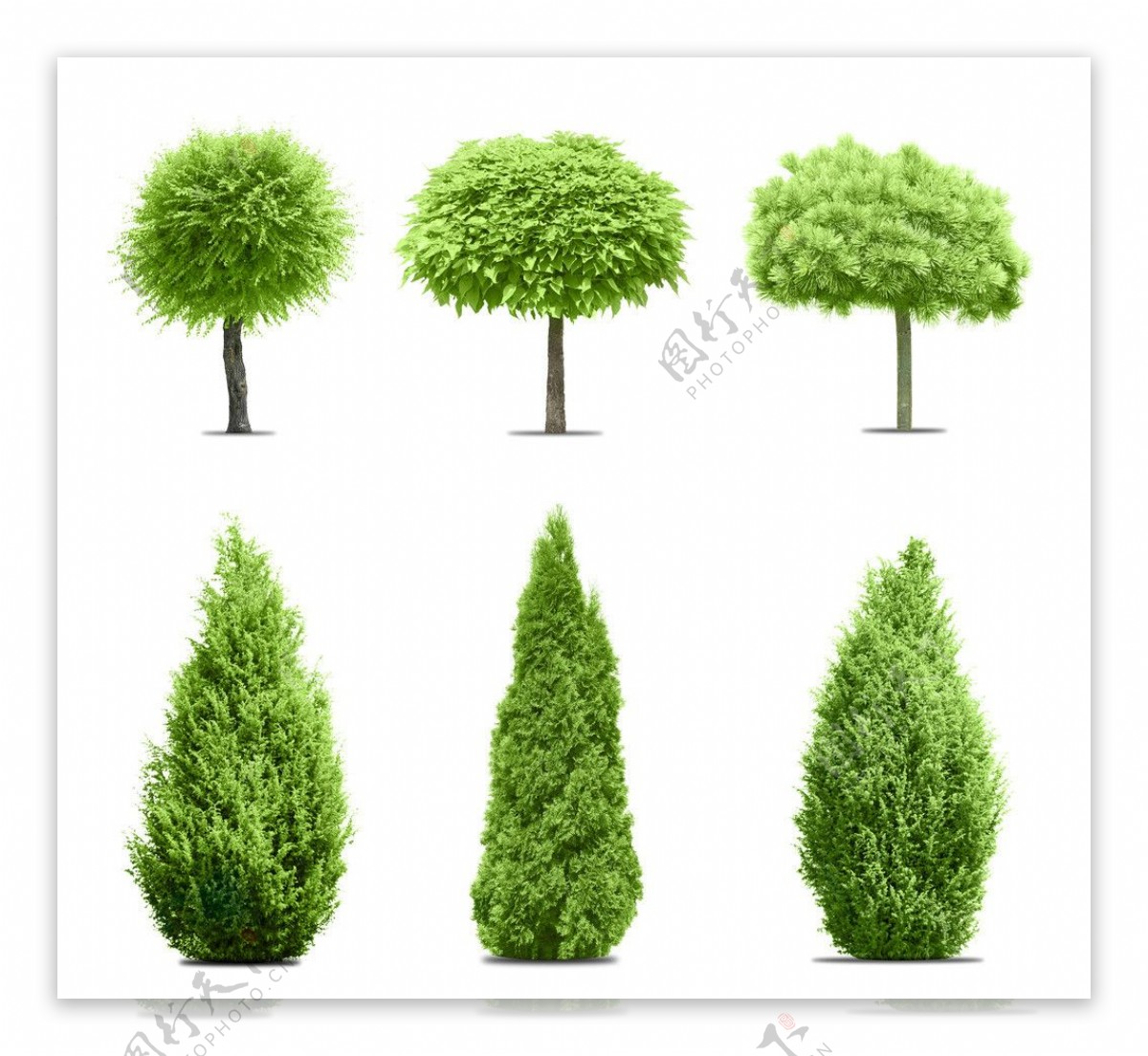 园林绿树图片