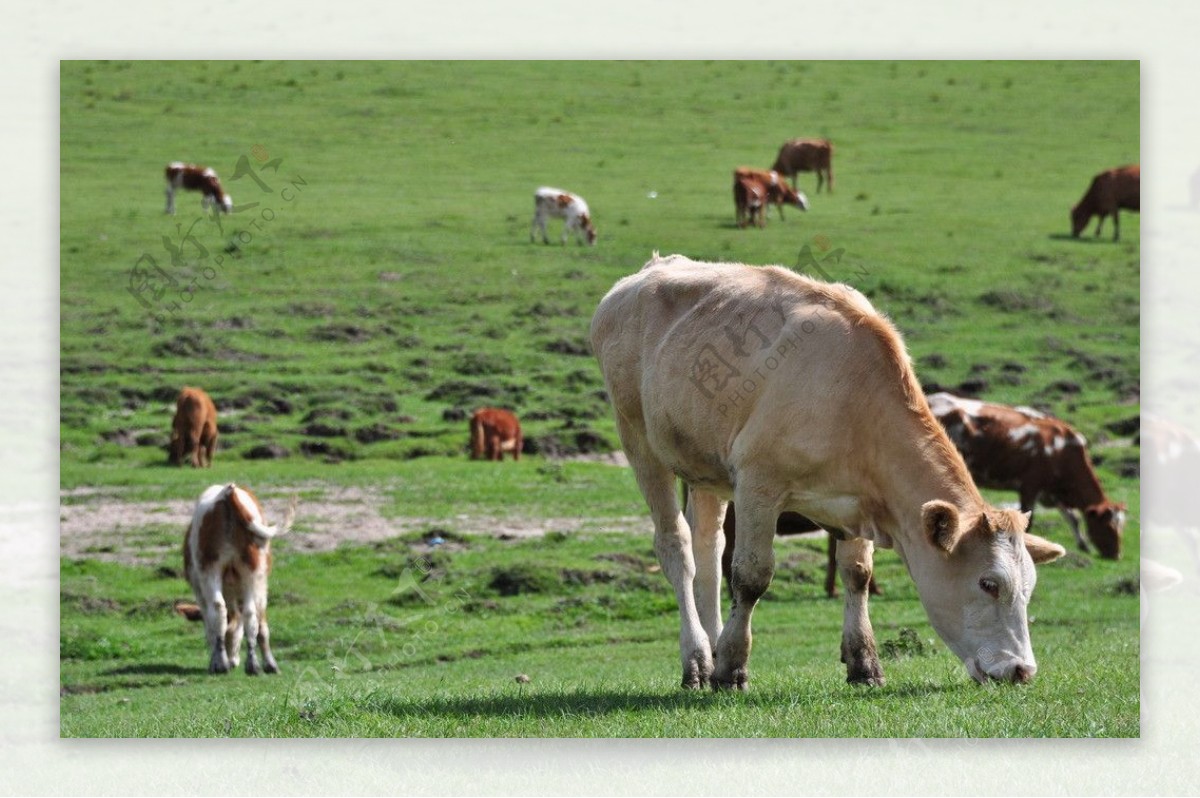 草原牧牛图片