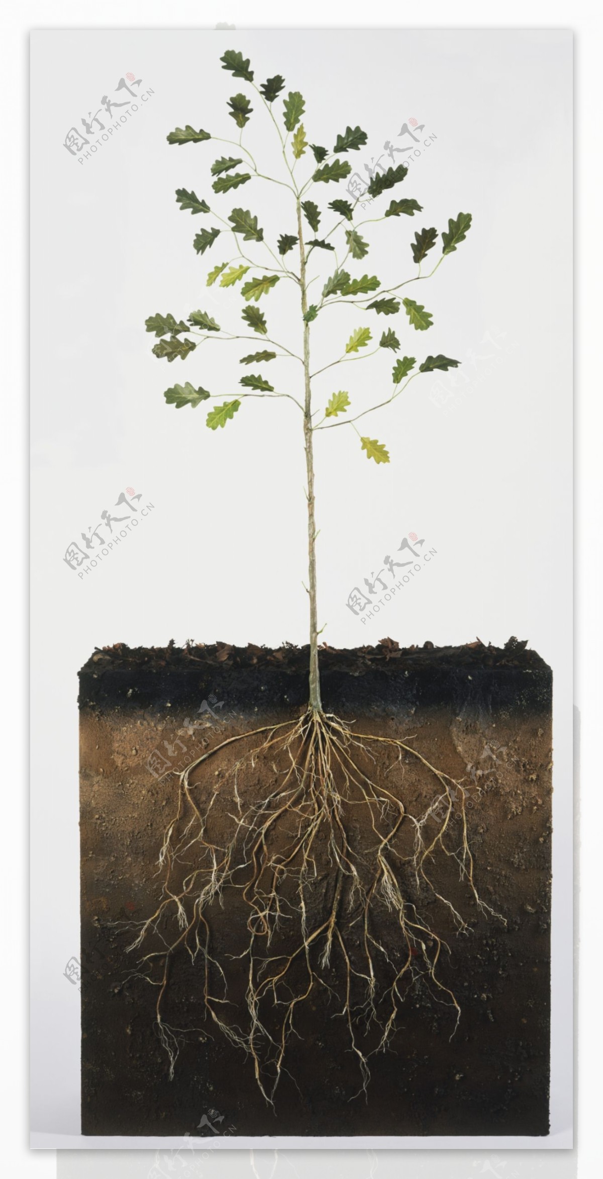 树木植物土壤根图片