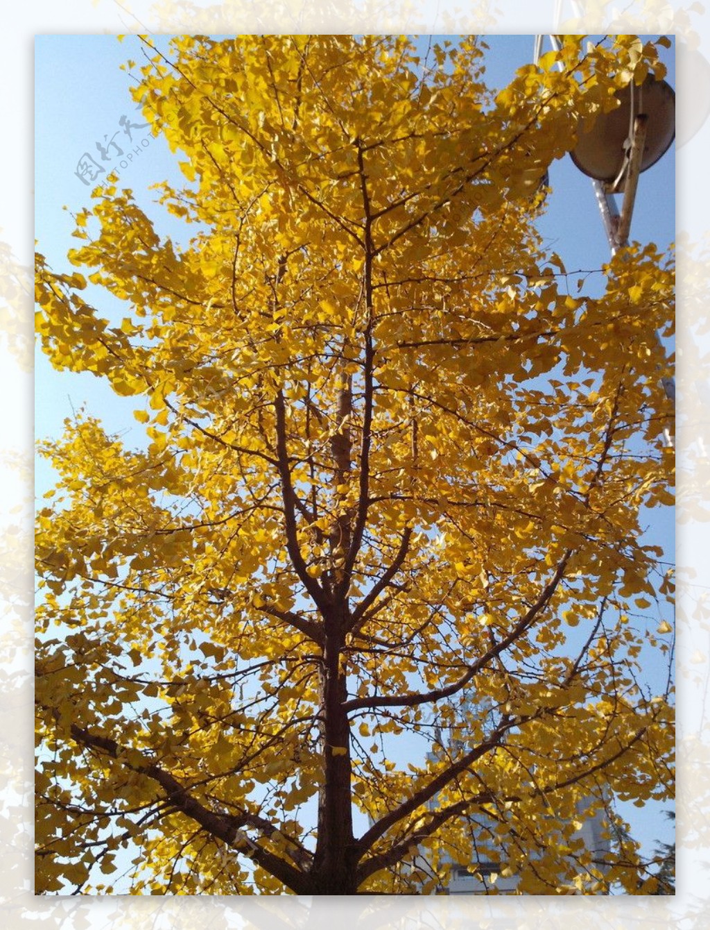 金黄色树银杏树图片