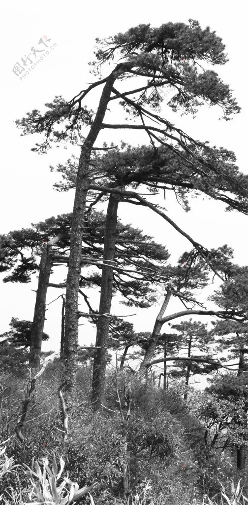 三清山的松树图片