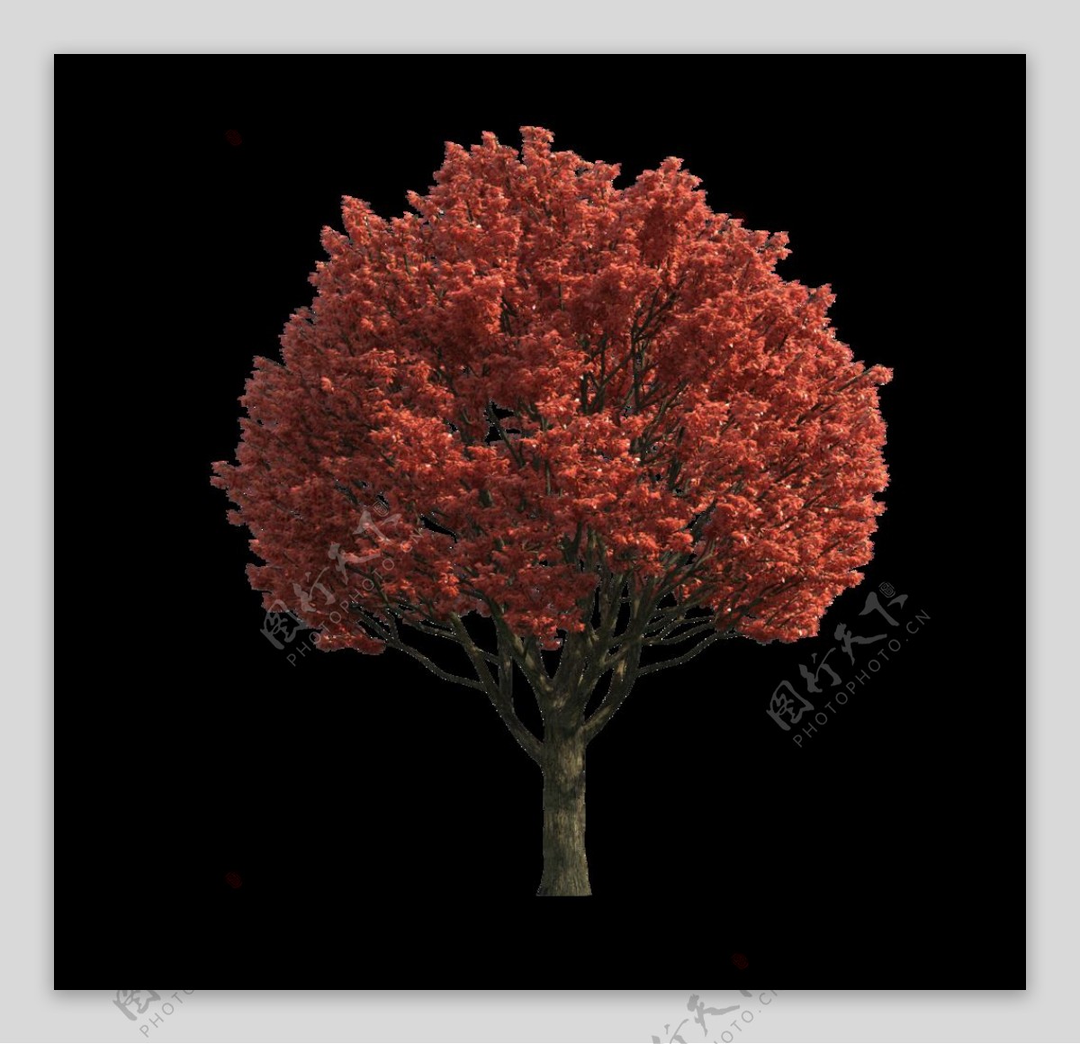 园林树木红叶透明png图片