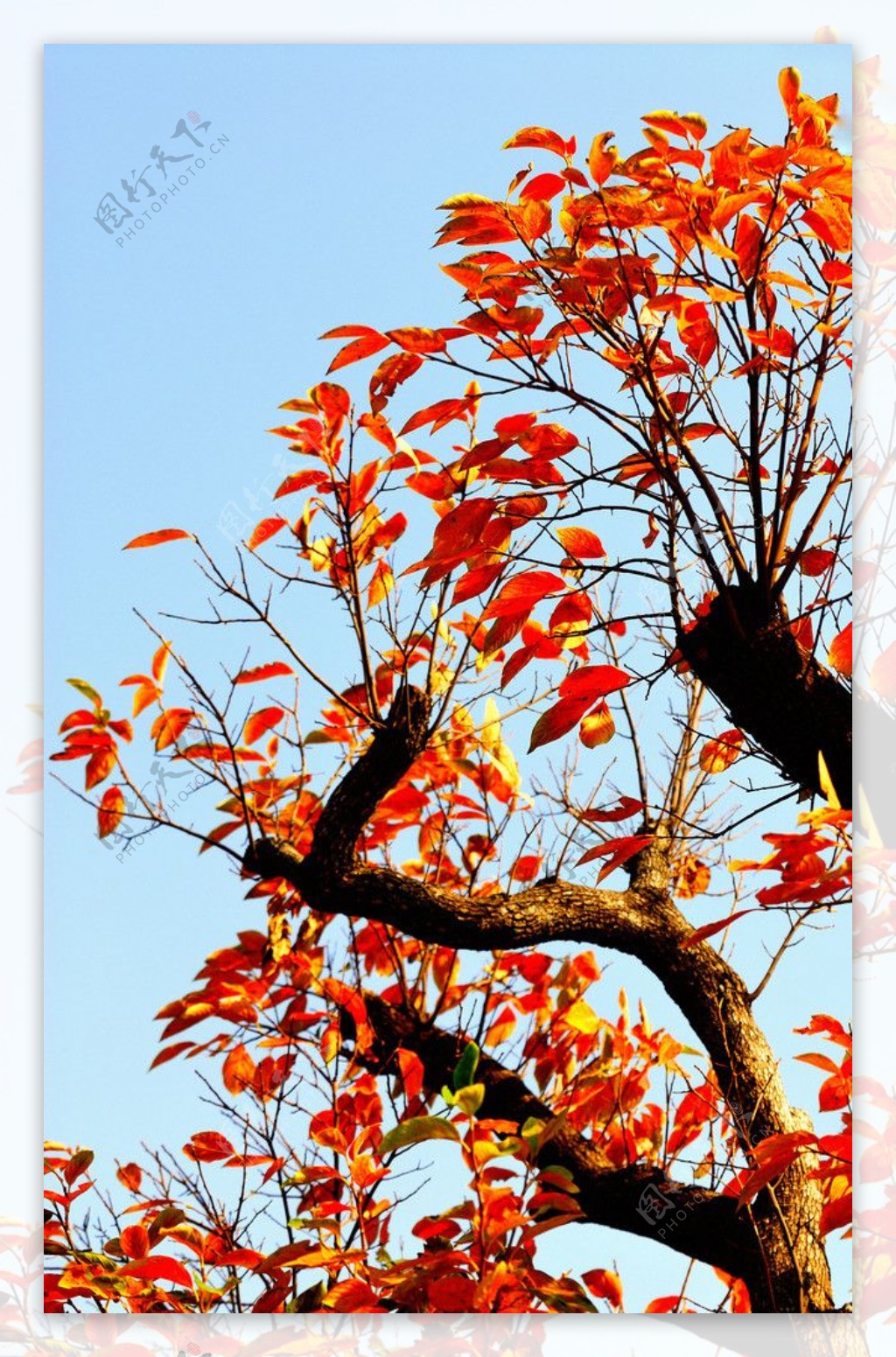 秋日蓝天下的金色树木图片
