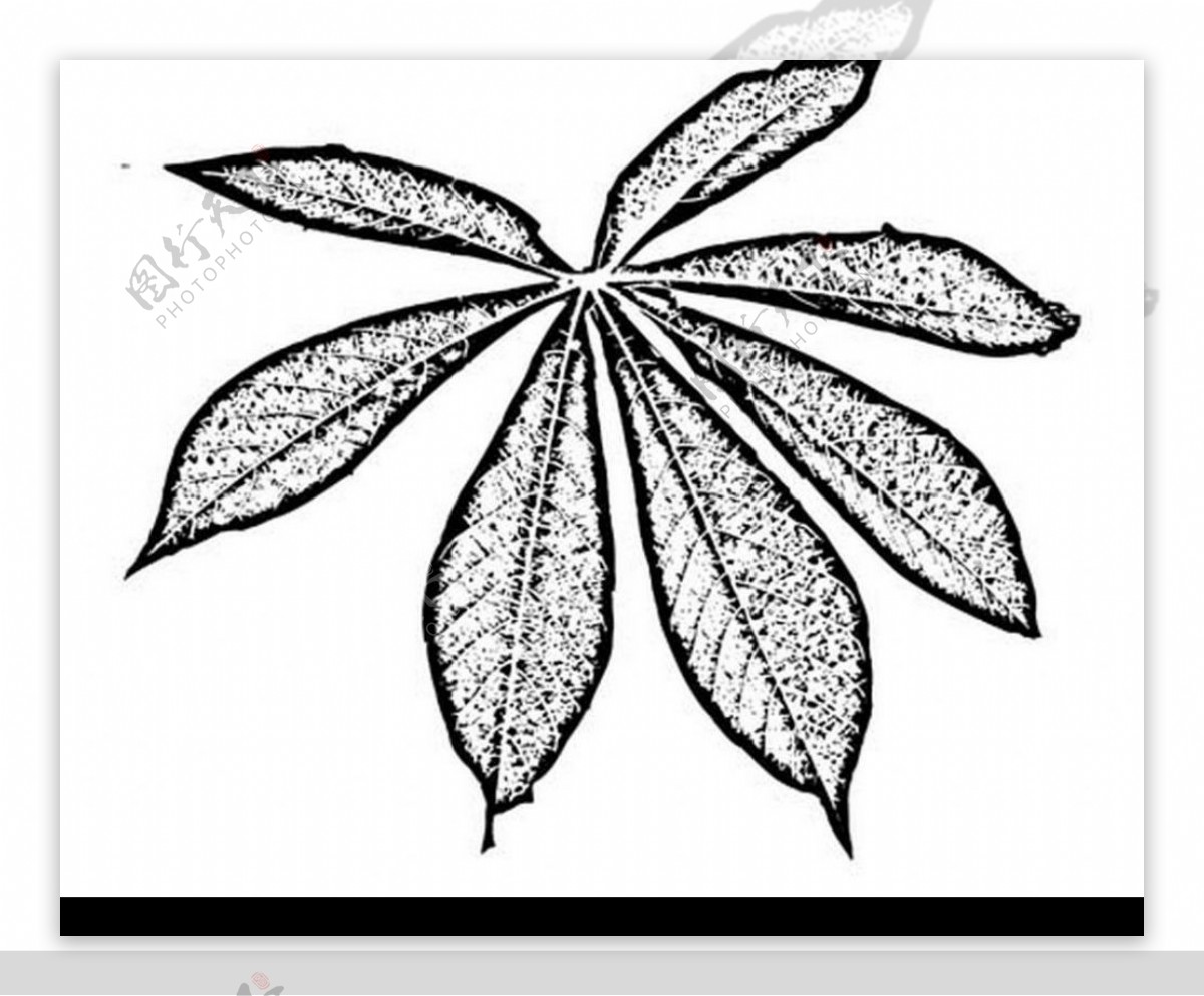 植物叶子图片