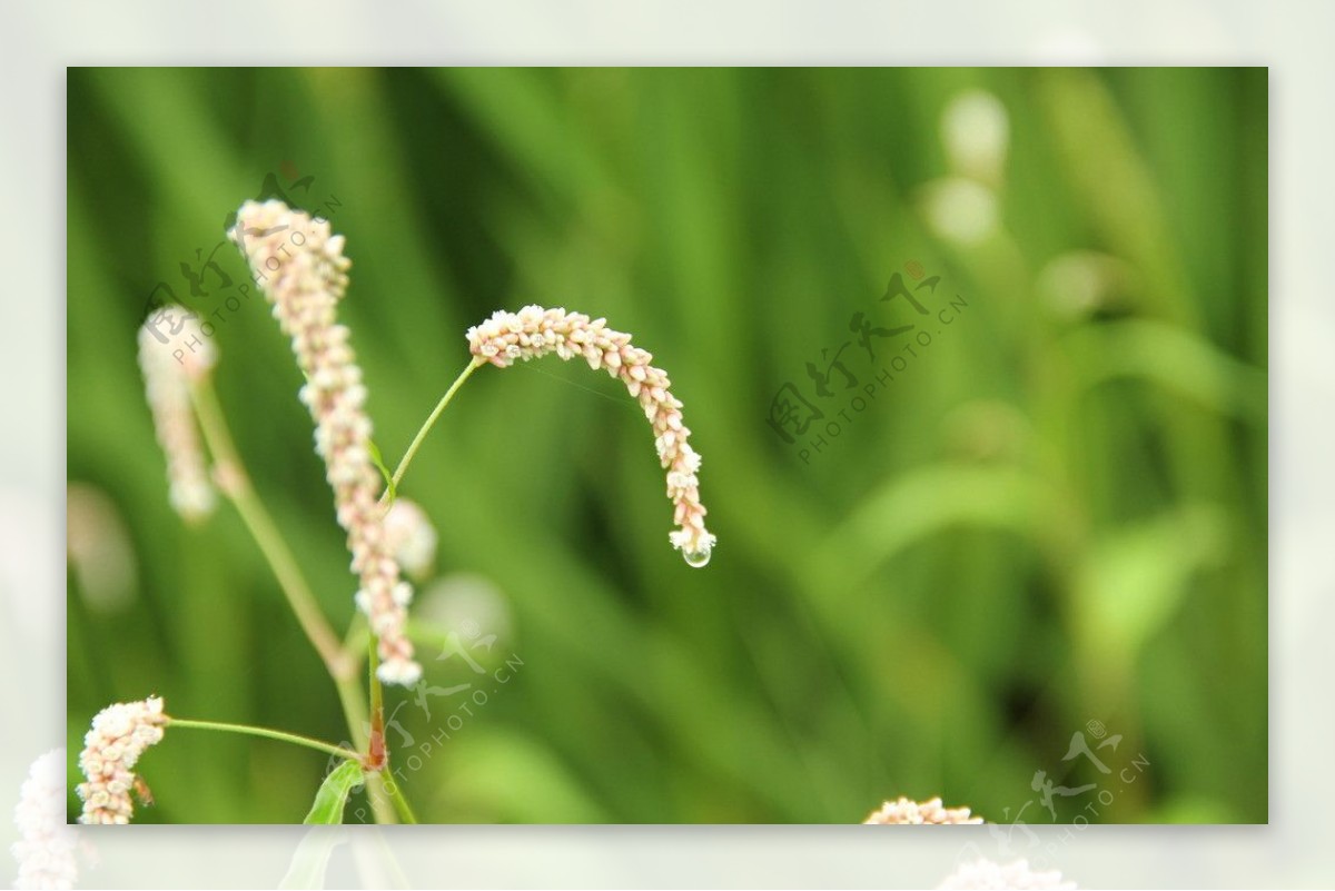 乡间雨后野草图片