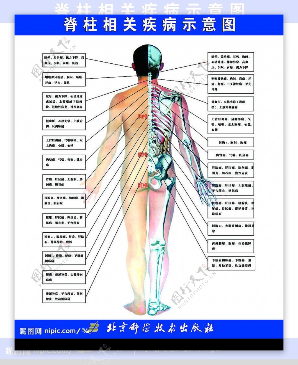 人体图片