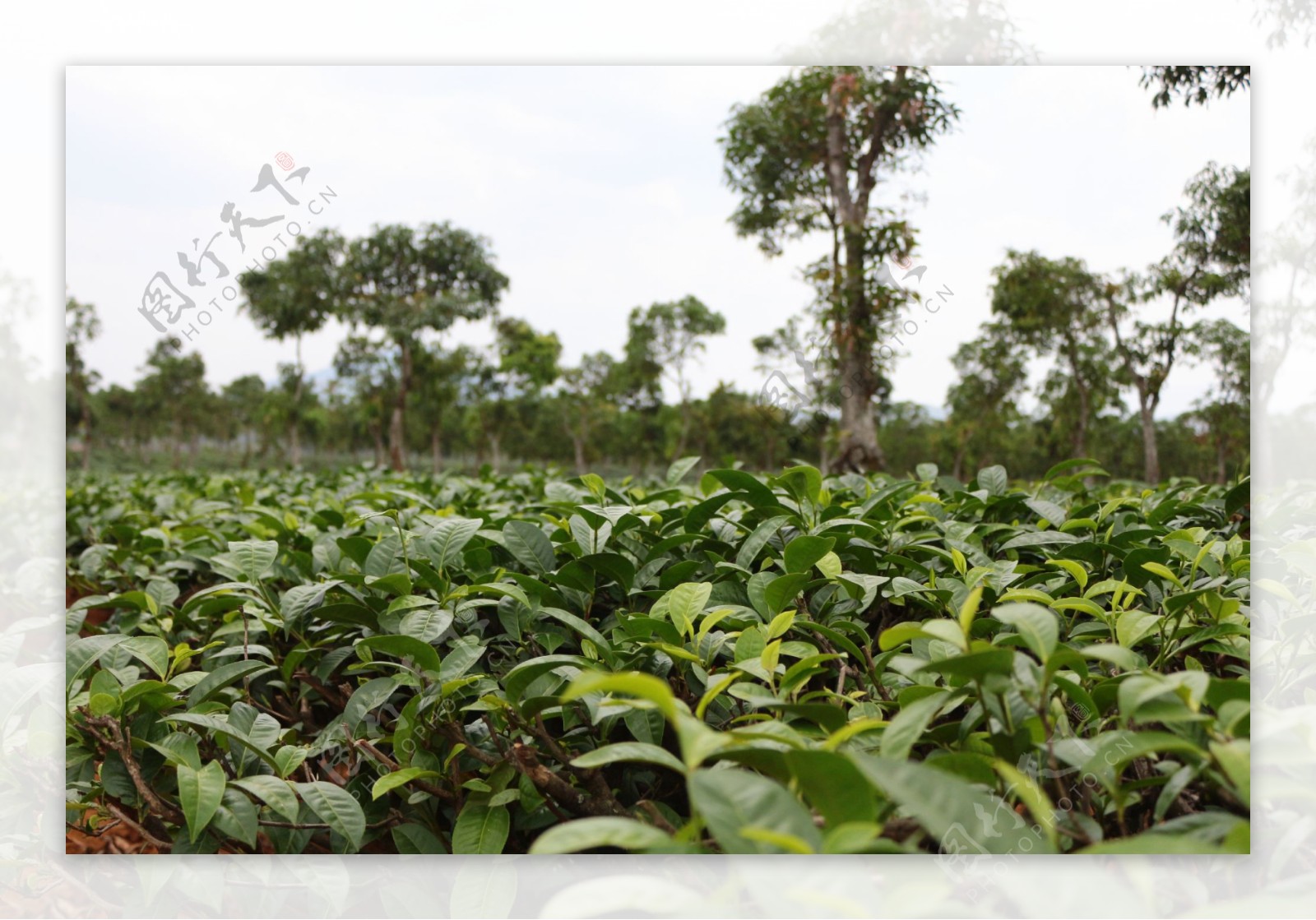 普洱茶茶树园图片