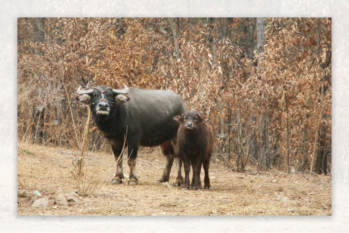 牛牛犊母子牛儿图片