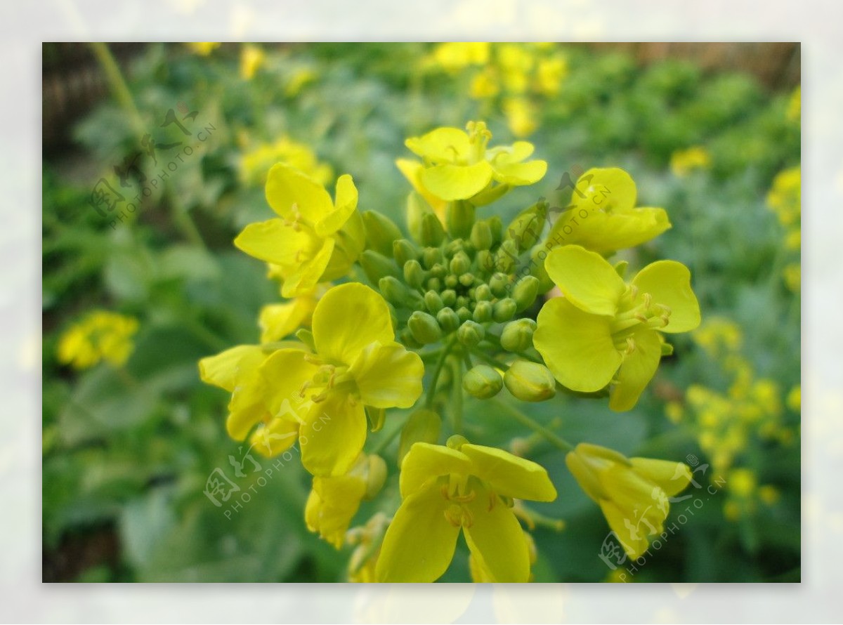 冬天的白菜花图片