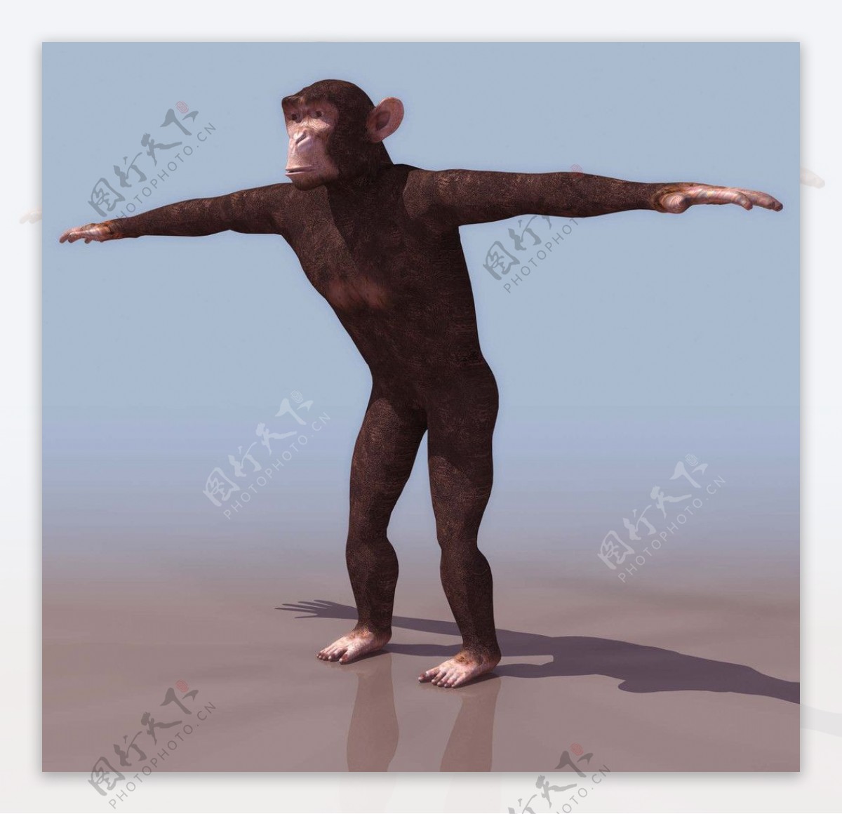 3D模型图库大猩猩猴子图片