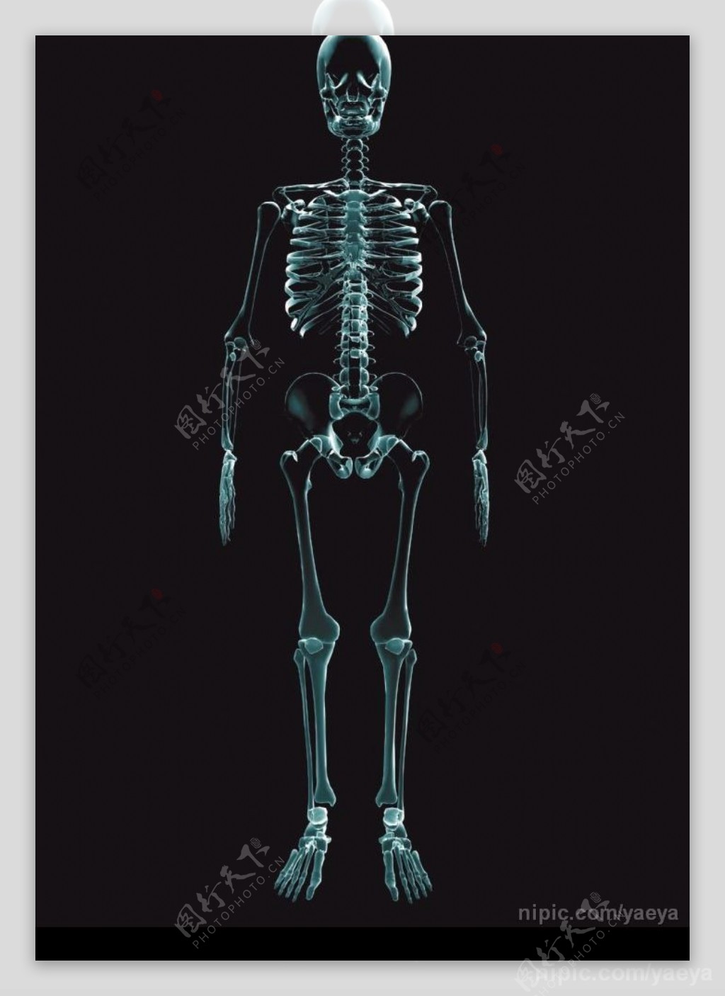人体骨骼透视图图片