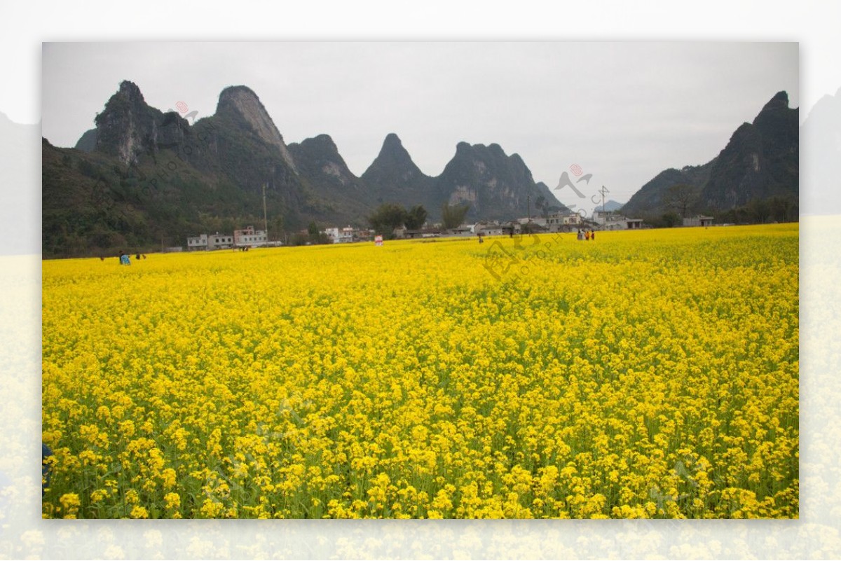 油菜花图片