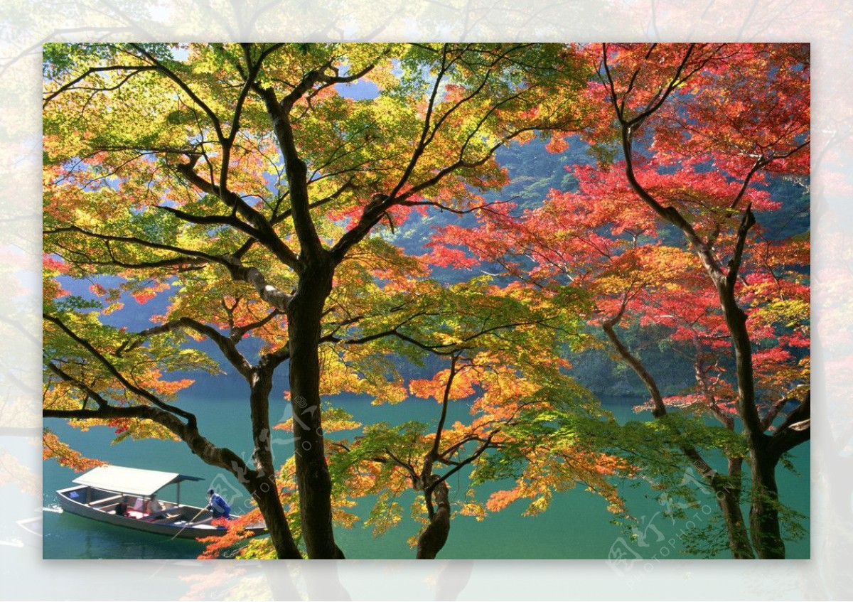 秋天红叶摄影图片