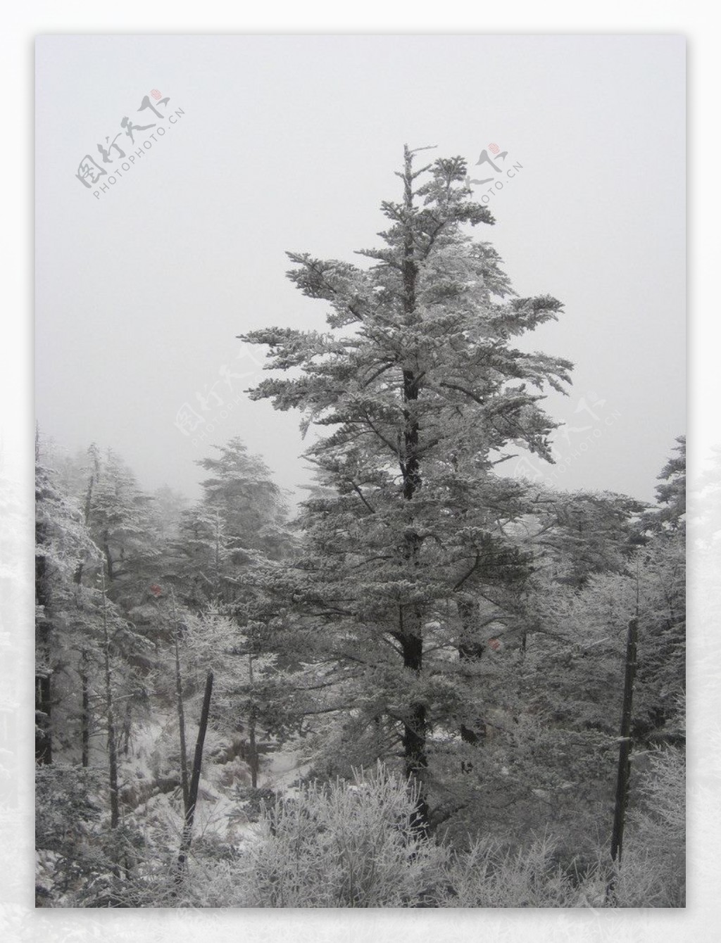 峨眉山雪松图片