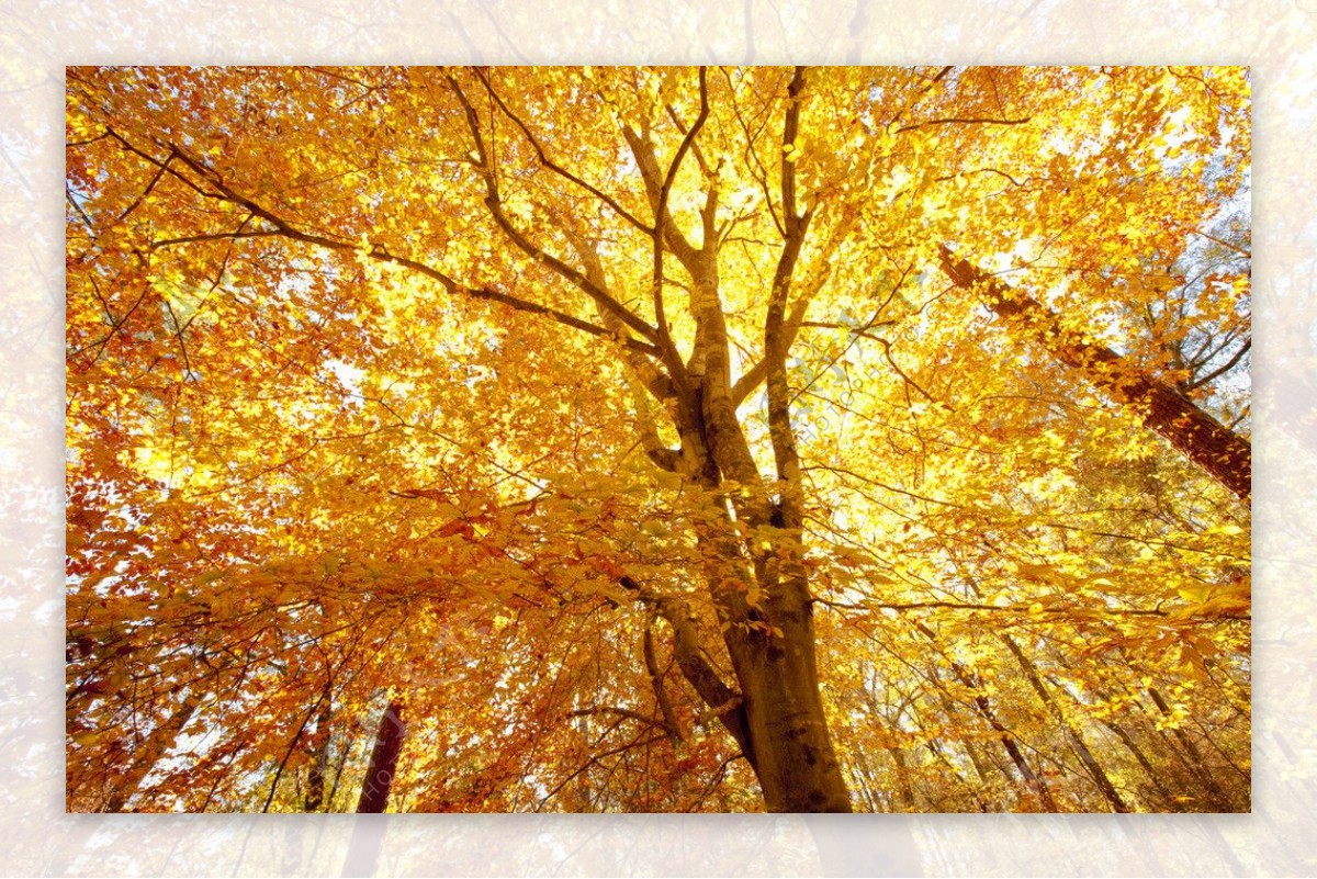 秋叶大树图片