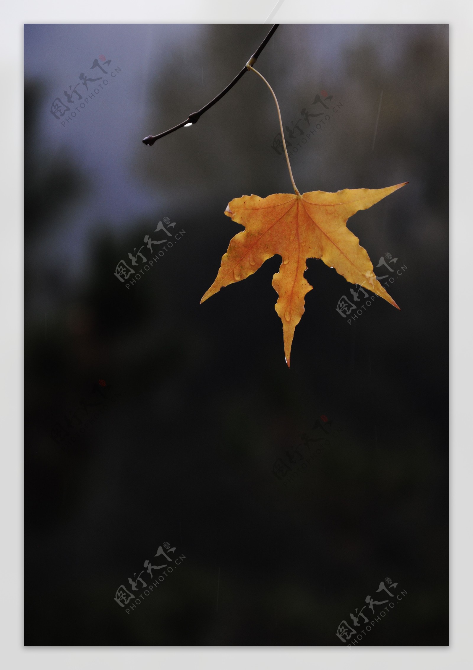 秋雨中的枫叶图片