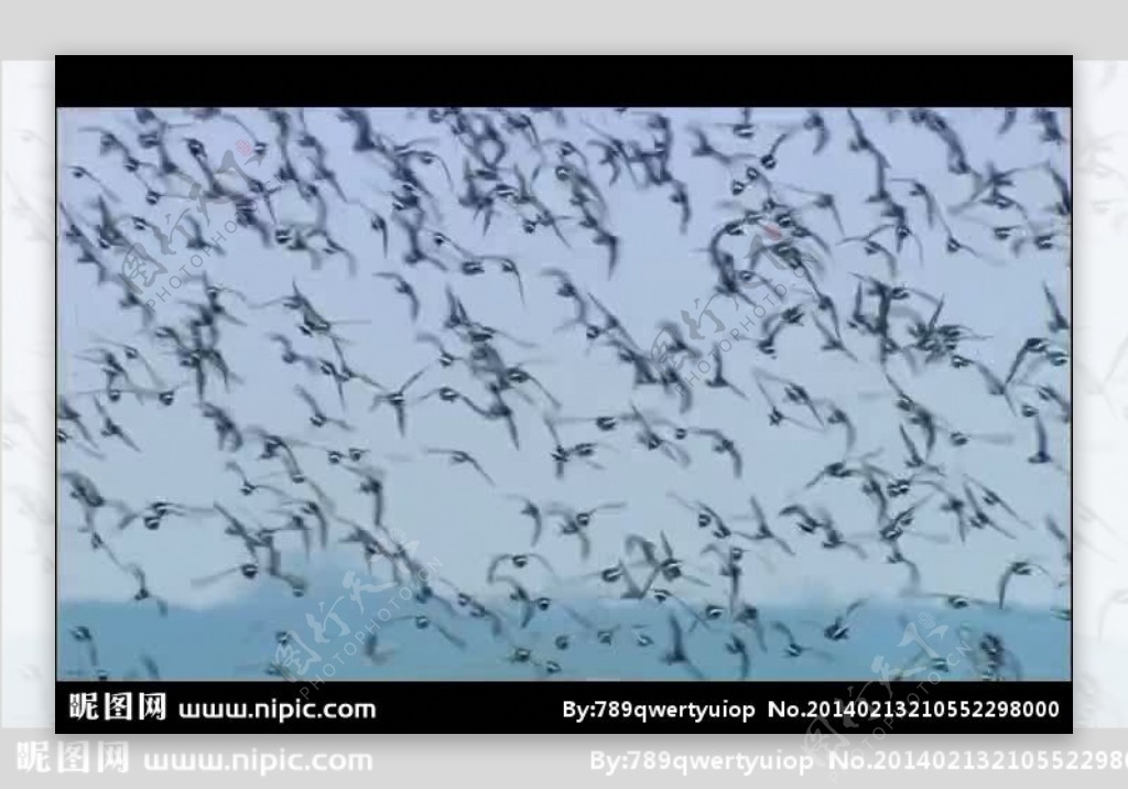 水鸟群起飞翔视频