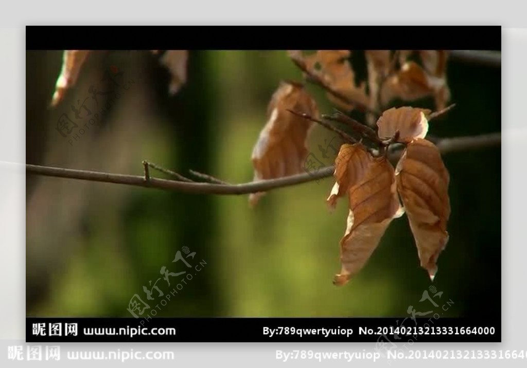 秋天树叶枯萎视频素材