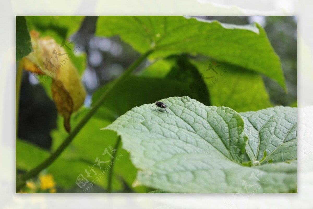 绿叶黄花微小生物图片