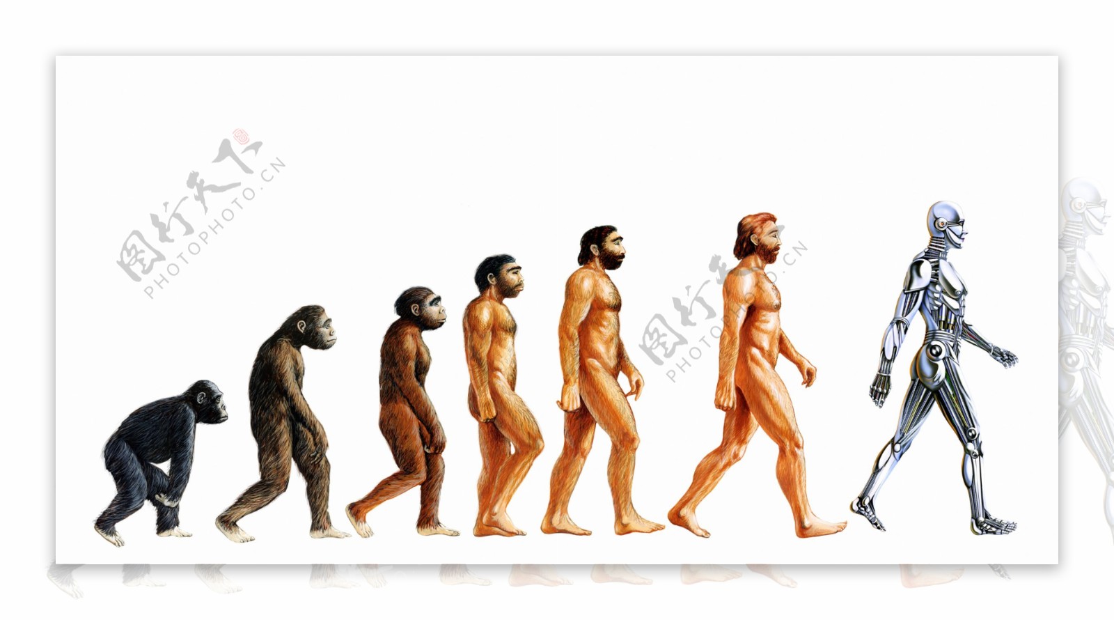 人类进化图片