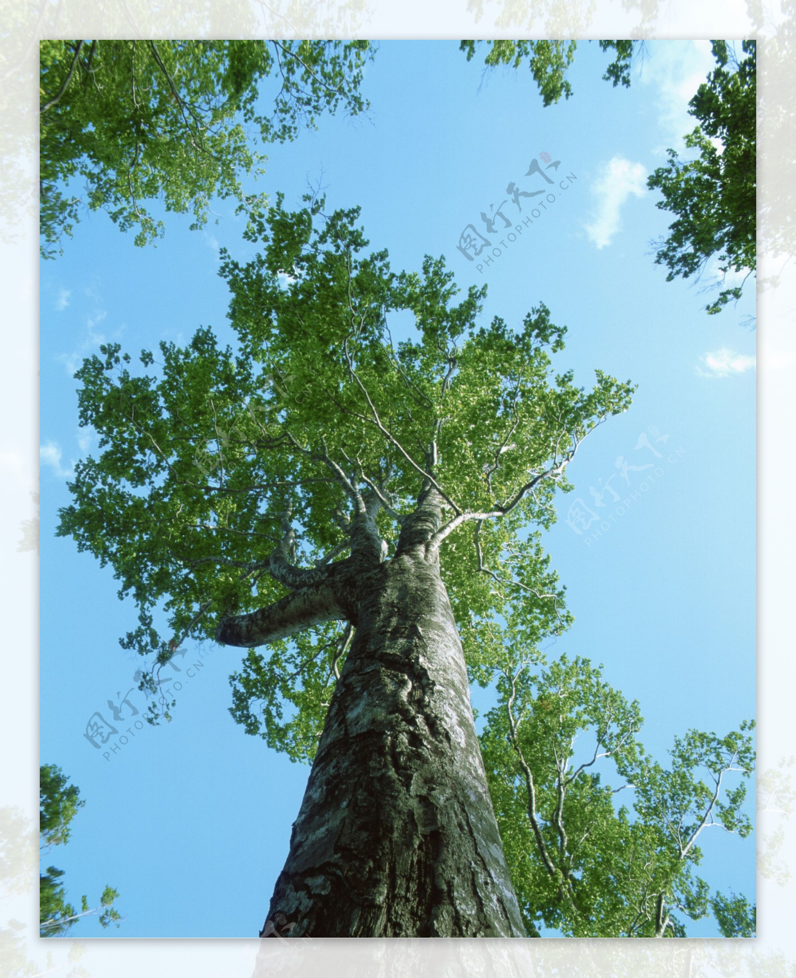 一颗插画树叶茂盛的树木png图片-XD素材中文网