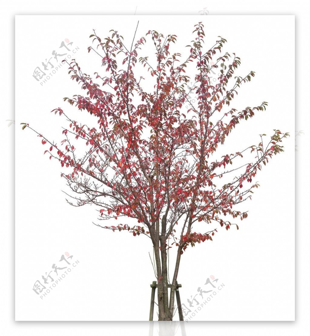 色叶树单体素材图片
