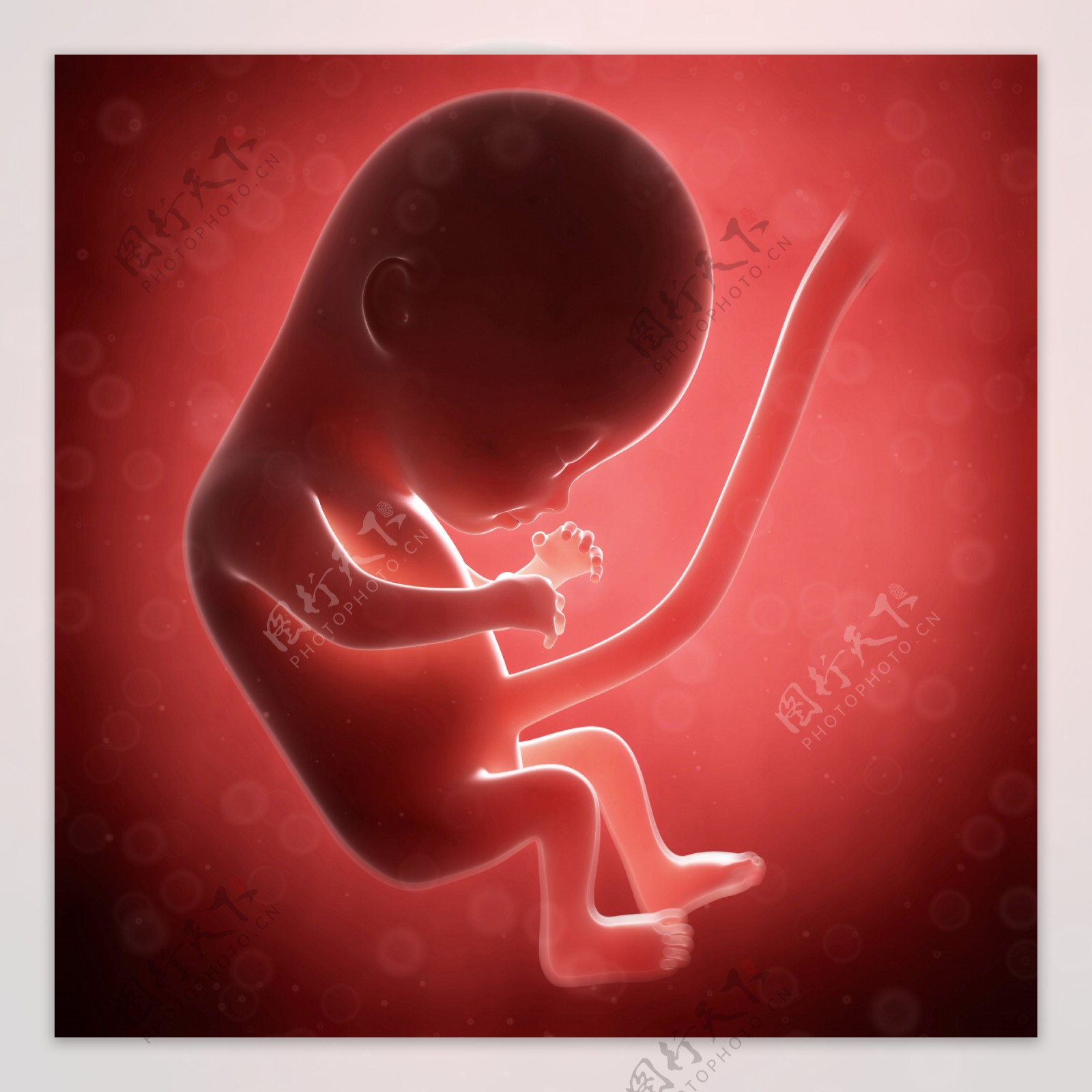 发育中的胚胎图片