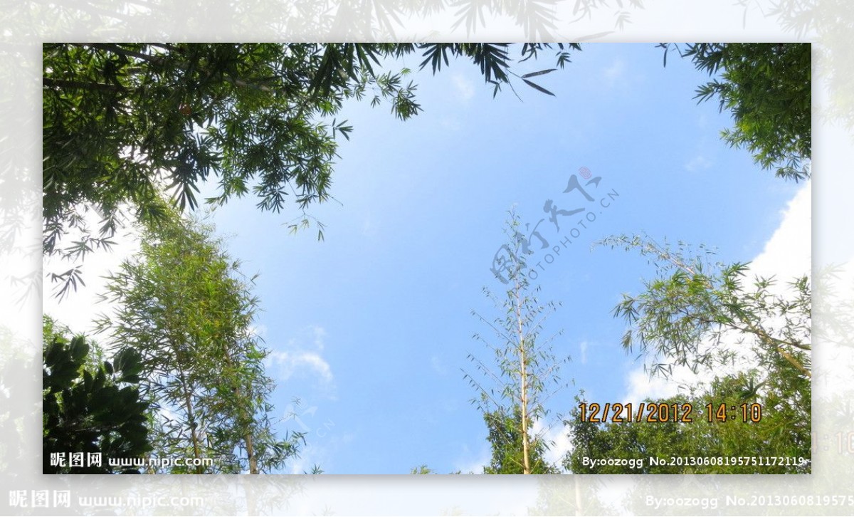 竹林天空图片