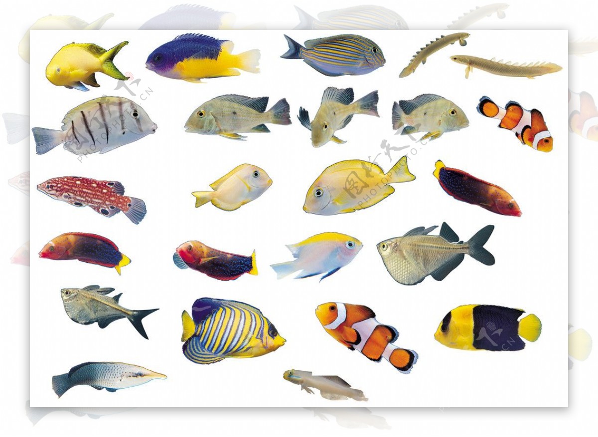 不同种类的鱼图片