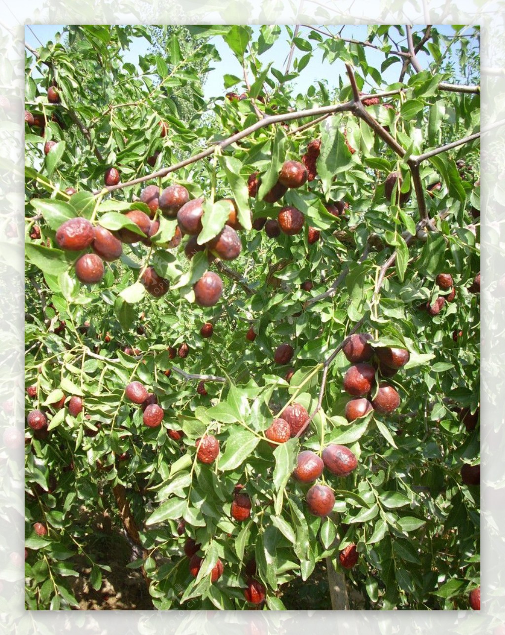 红枣树图片