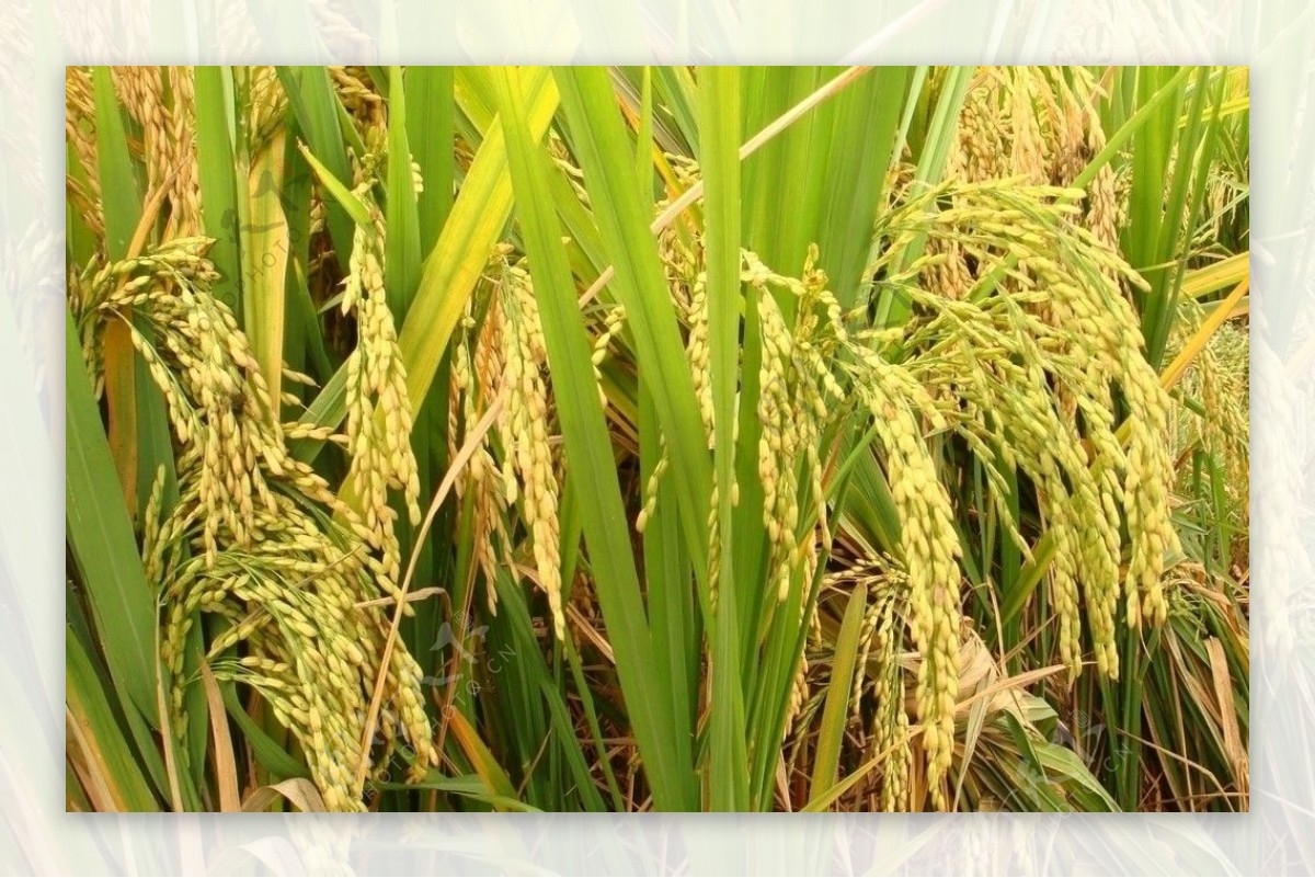 稻穗稻谷图片