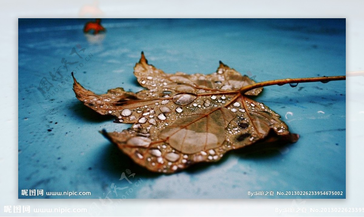 滴在枯叶上的水珠图片