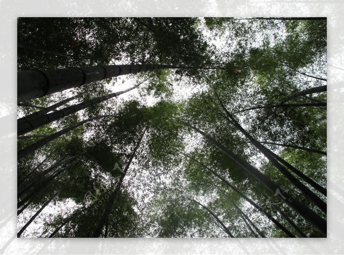 竹子天空图片