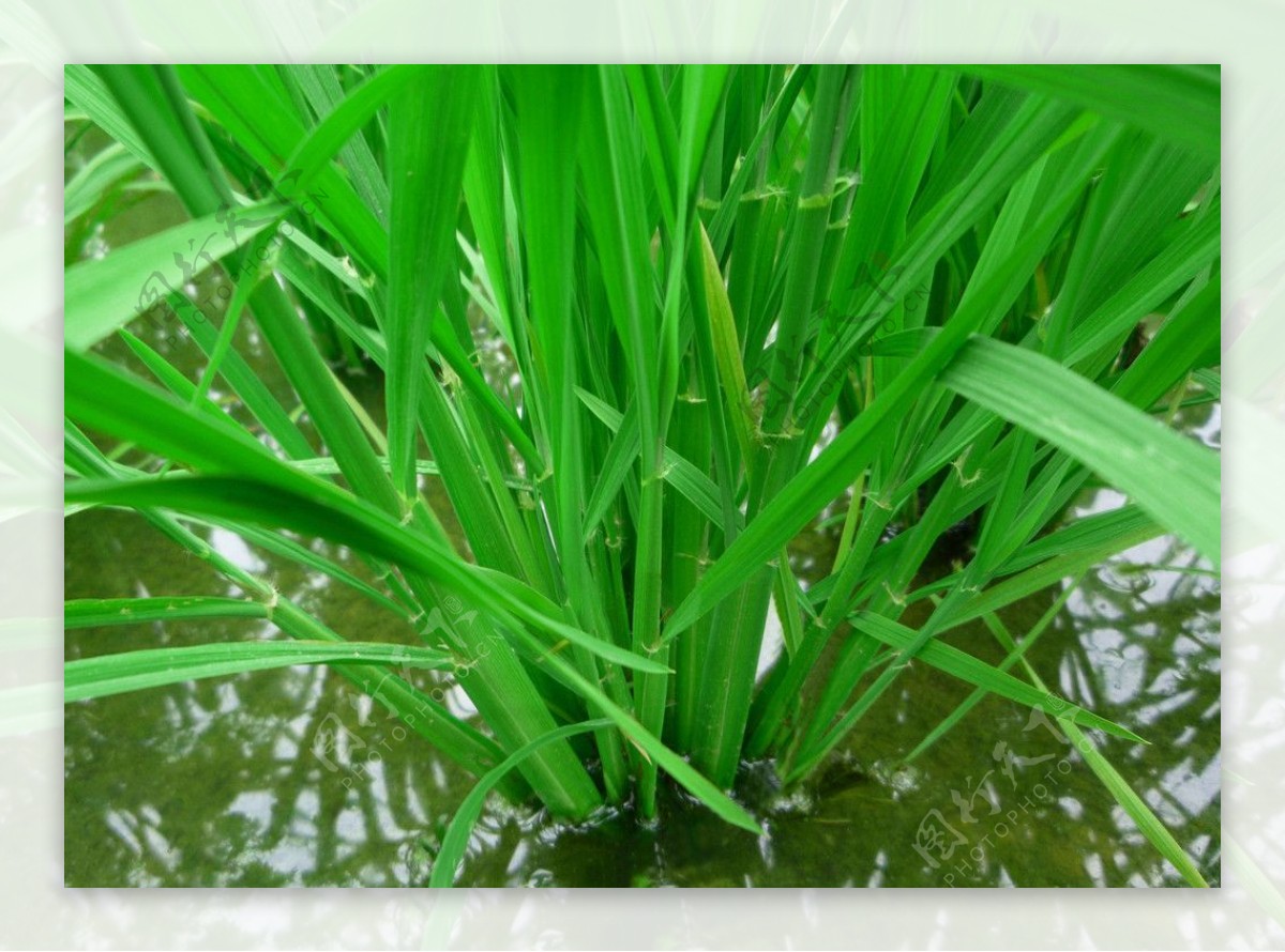 水稻苗期图片