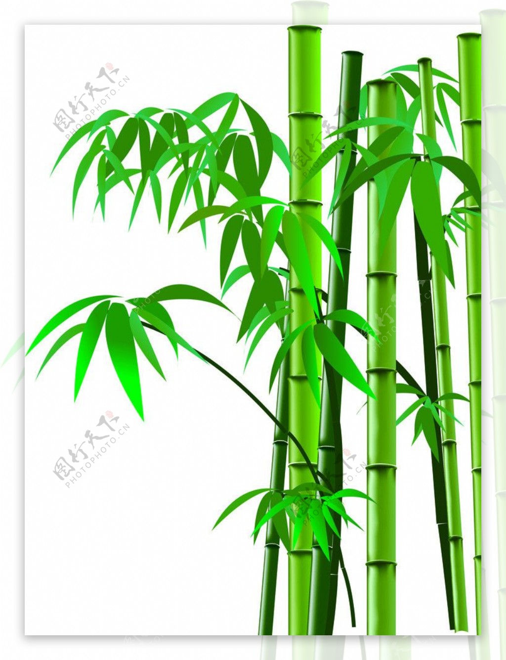 竹子失量图片