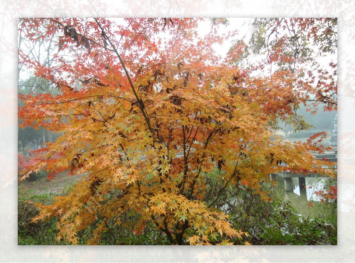 黄色枫树图片