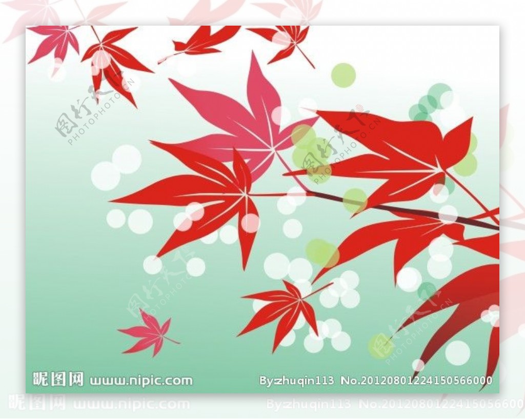 红叶枫叶图片