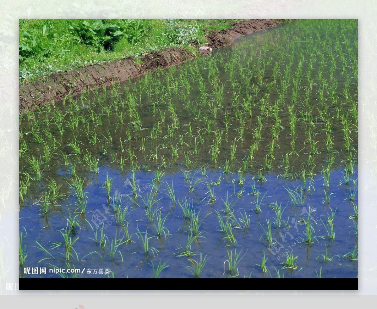 田园风光图片