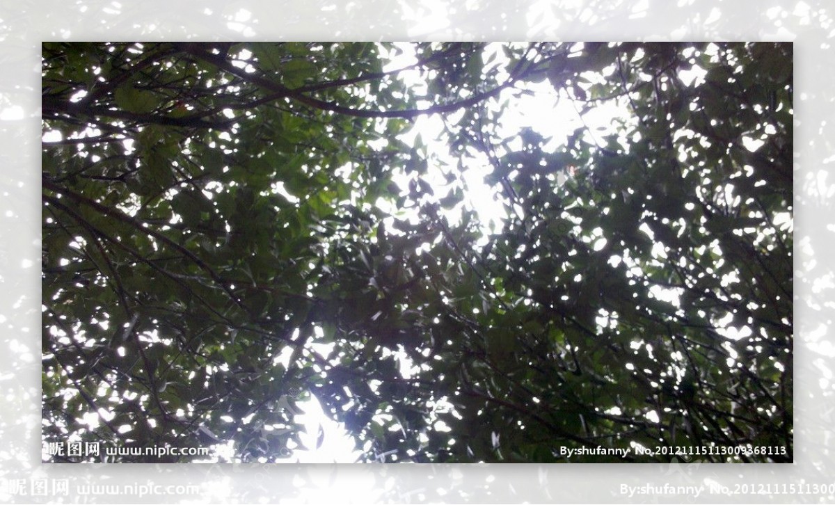 斑驳树影图片