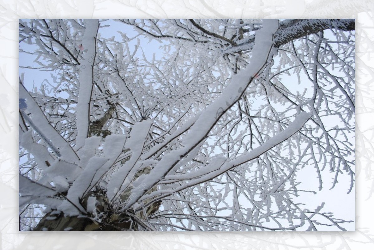 雪后树枝纹理图片